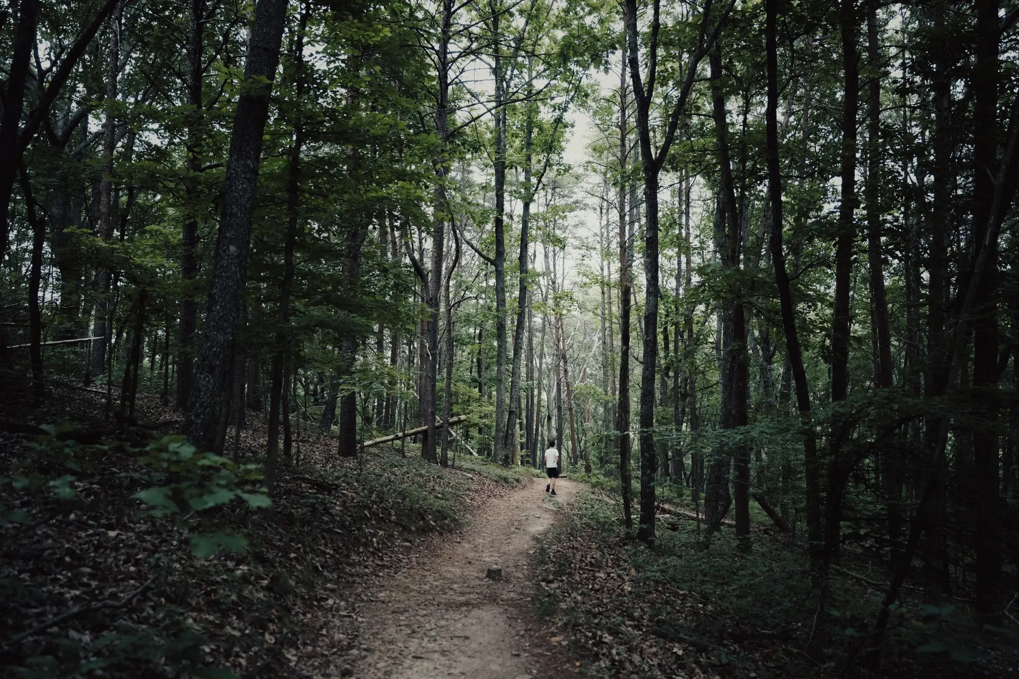 A hiking trail winding through the Appalachian forest