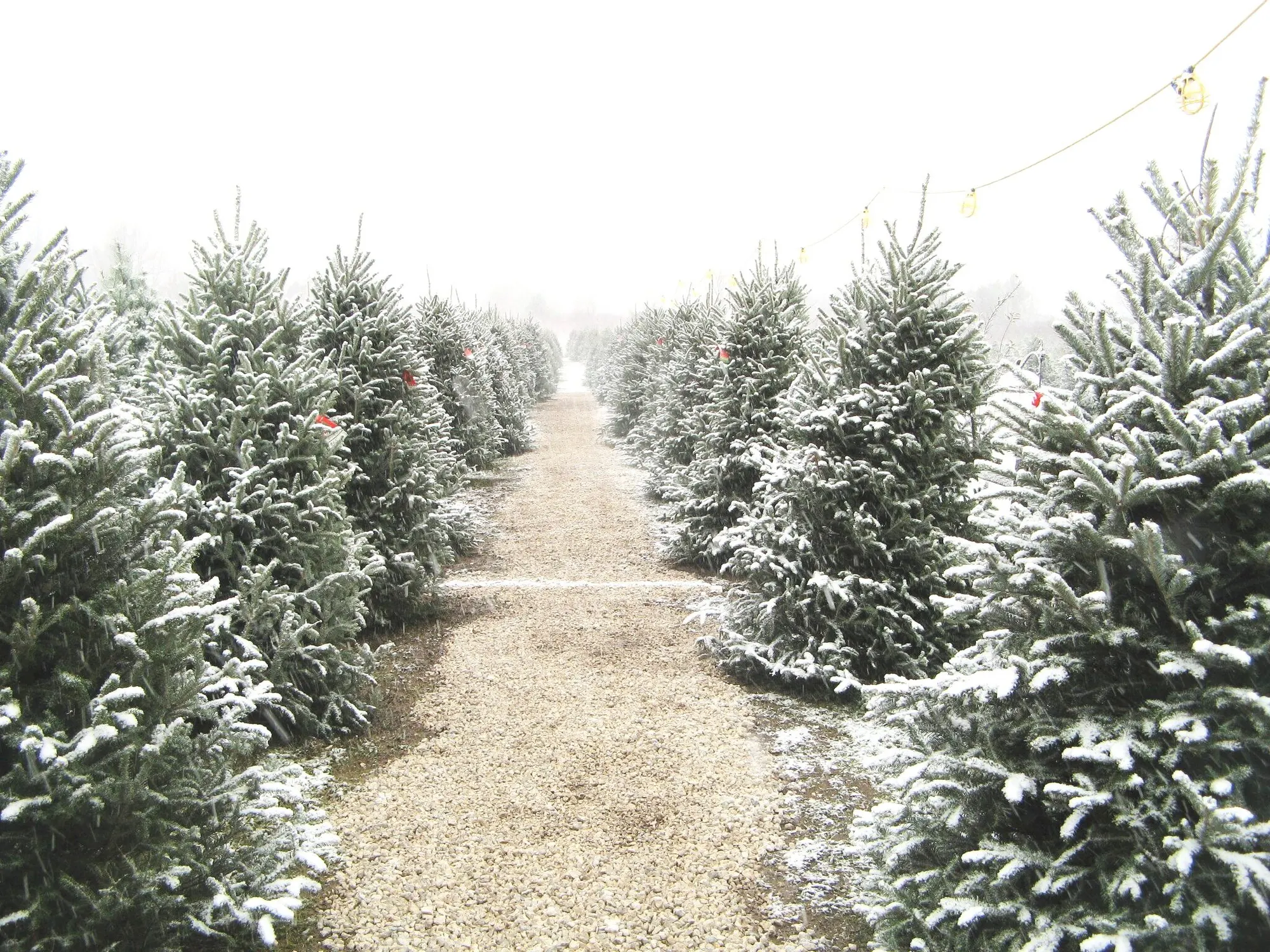 Snow-dusted firs along the farm lane