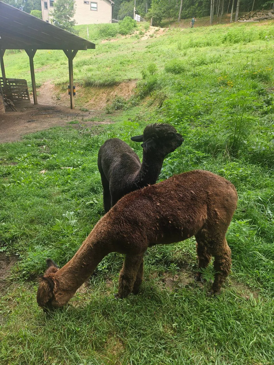 Alpacas by the field shelter