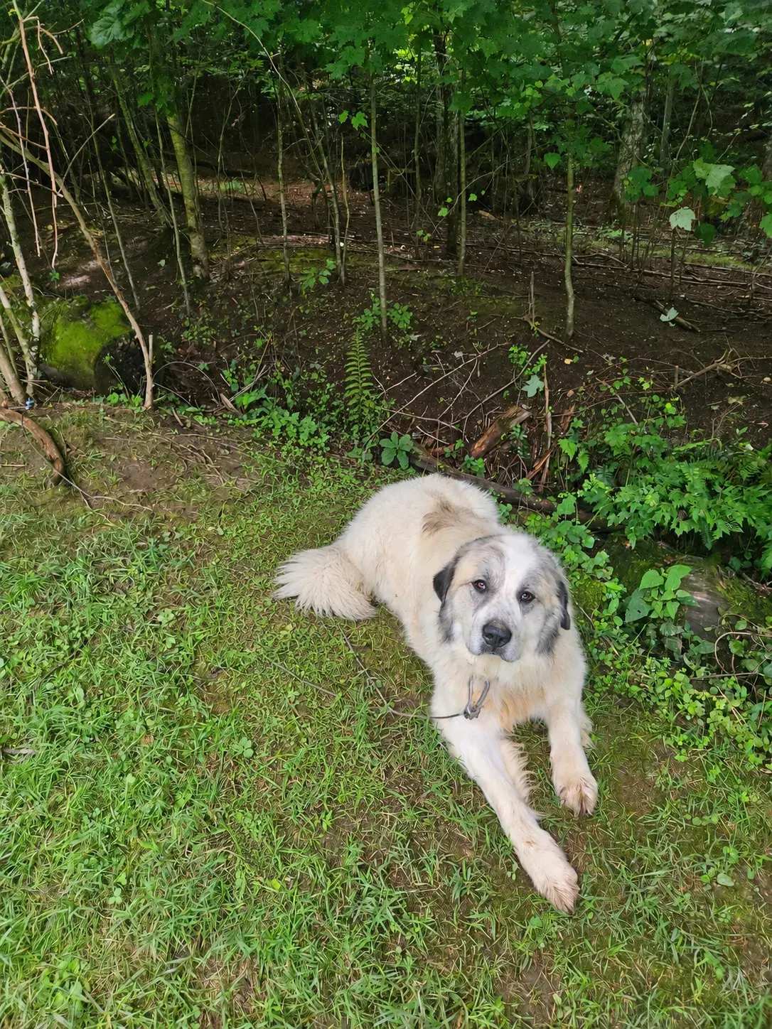 A Great Pyrenees resting at the wood line