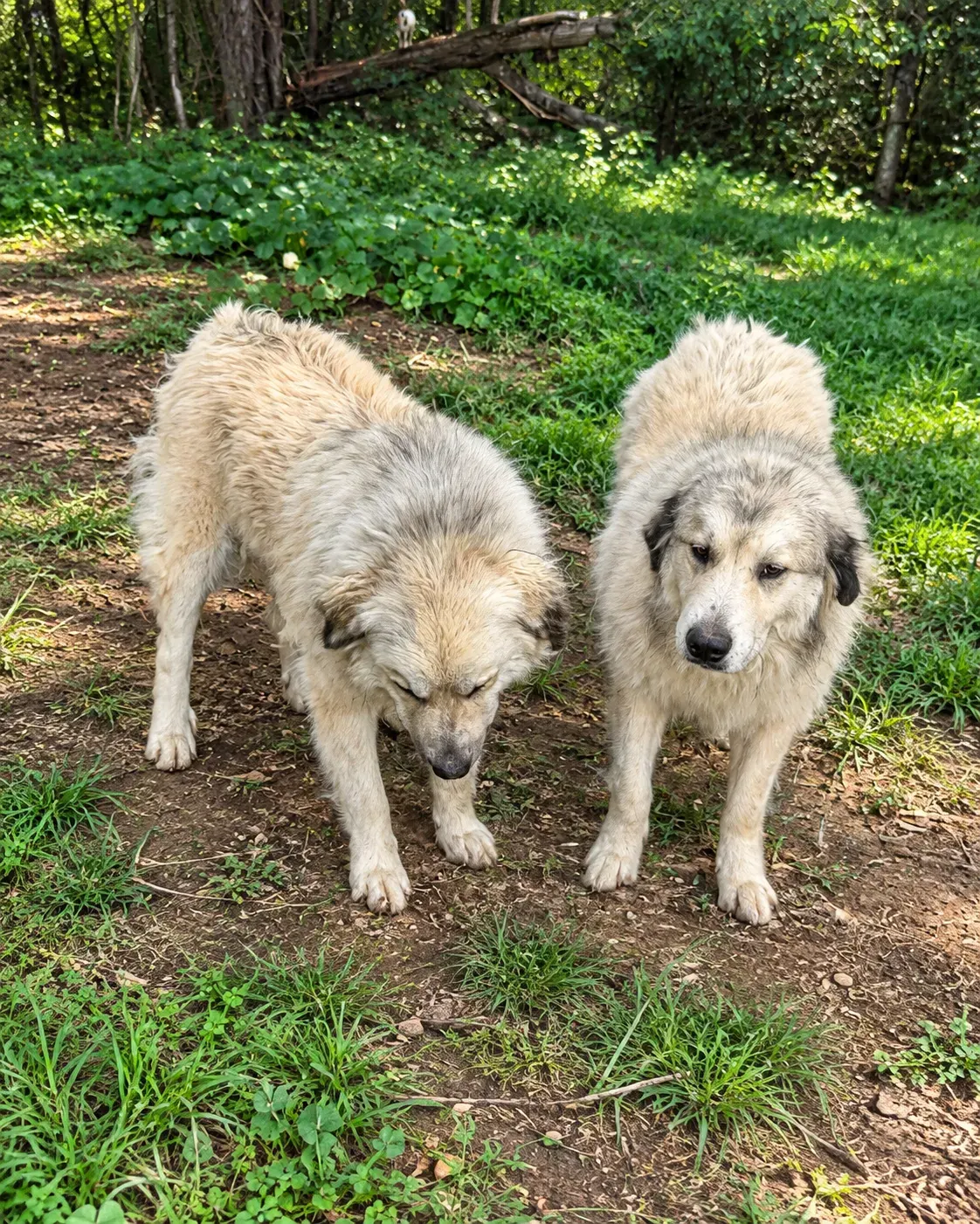 The two Great Pyrenees guardians