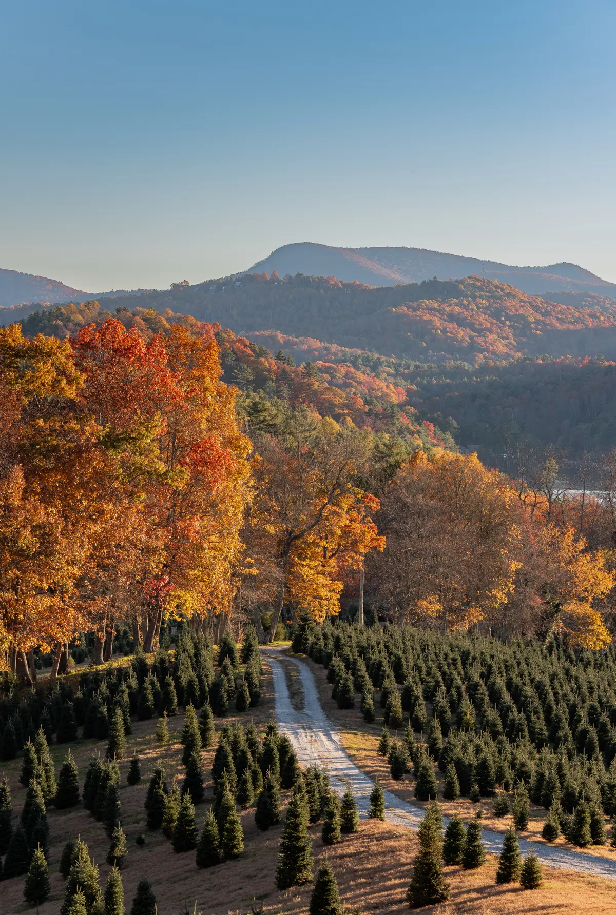 The farm lane in full autumn color