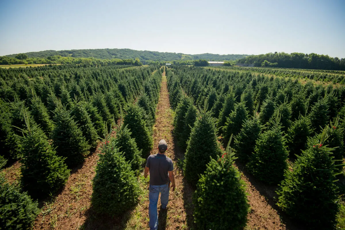 Walking the rows