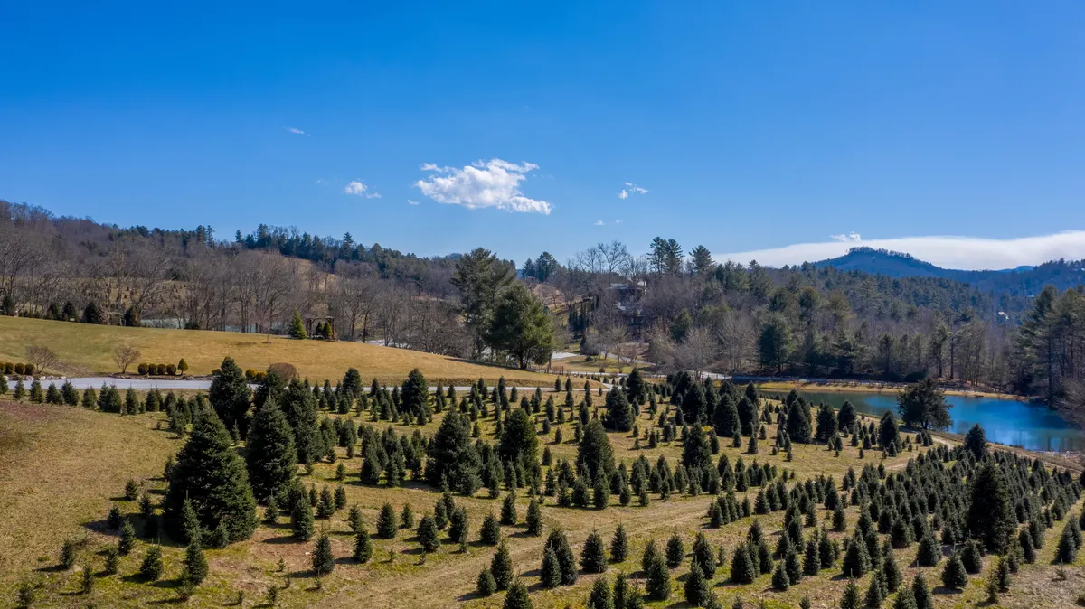Young fir rows greening up in spring